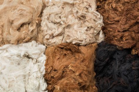 Alpaca: Una Fibra Naturale di Lusso per Prodotti Tessili Innovativi!