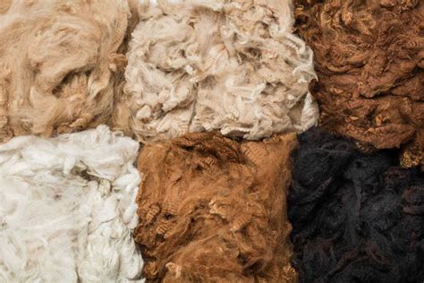 Alpaca Fiber: Un Esplorare Intrigante delle Proprietà Tessili e della Filiera di Produzione!