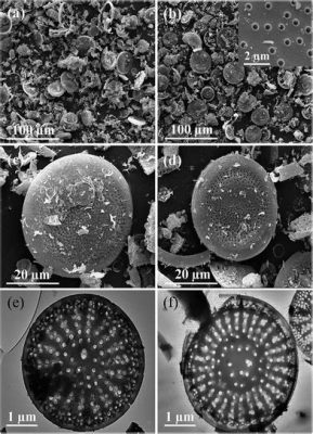 Diatomite: Un Materiale Miracoloso per la Filtrazione e l'Isolamento Termico!