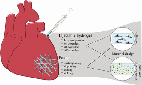  Elastina: Biocompatibilità Avanzata per l'Ingegneria Tissutale!