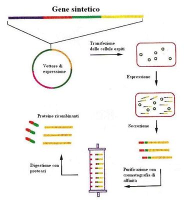 Estratto di Estrazione dell'Escherichia coli e Produzione di Proteine Ricombjnanti: Un Futuro Promisore per la Biotecnologia?