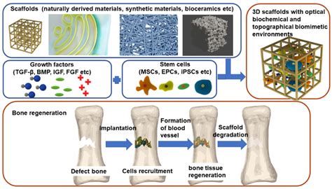  Fibrinogen: Un Biomateriale Naturale per l’Ingegneria Tissutale e le Applicazioni Chirurgiche!