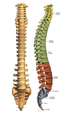  Grafite! La Colonna Vertebrale dell'Industria Moderna e le sue Innumerevoli Applicazioni Tecnologiche