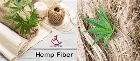 Hemp: Un'Esplorazione delle Sue Proprietà e Applicazioni nella Produzione di Materiali Innovativi!