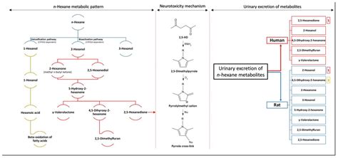  Hexane: Solvente Industriale per l'Estrazione di Oli e Grassi!