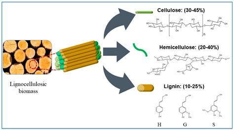 Lignocellulosa: Un Materiale Rinnovabile per un Futuro Sostenibile!