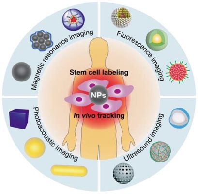 Magnetite Nanoparticle-Based High-Performance Catalyst and Bioimaging Agent!