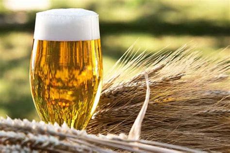 Malto: Un Eccezionale Aglizzante e Fossilizzazione per la Produzione di Birra e Alimentari!