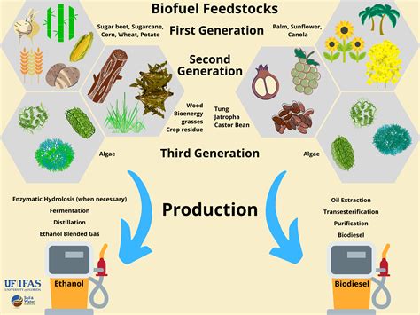  Miscanthus: Coltivazione Sostenibile per la Produzione di Biocarburanti Avanzati!