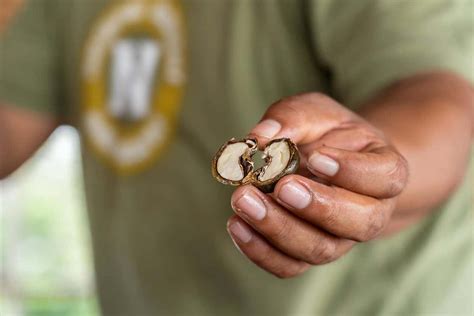  Pecan Shell: A Hidden Gem in Biofuel Production and Composite Material Development?