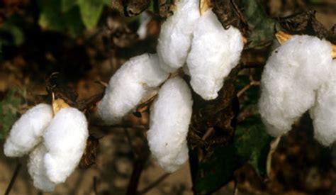 Pima Cotton: Textile Engineering Marvel for Enhanced Fabric Performance!