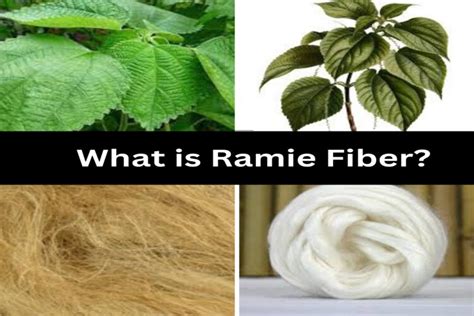  Ramie: La Fibra Naturale per un Futuro Sostenibile e Resistente?