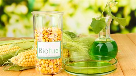  Rape Seed Oil - Un potente biocarburante per un futuro sostenibile!