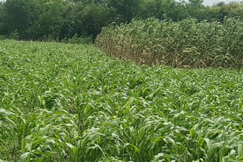  Sorghum: La Spremitura del Futuro e l'Eleganza di una Bioplastica Resistente!