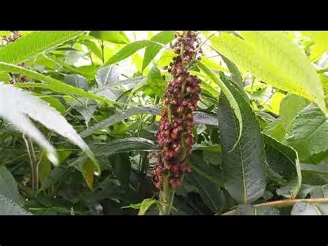 Staghorn Sumac! Un Esplorazione Profonda di un Materiale Bio-Based Incredibilmente Versatile