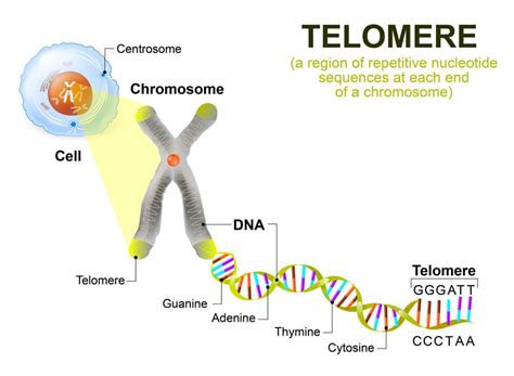 Telomer What Can it Do for Your Automotive Applications?!