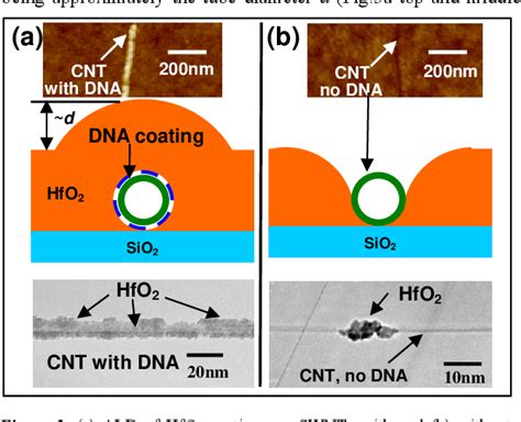  Ultrathin Carbon Nanotubes: rivoluzionari materiali per l'elettronica flessibile e i rivestimenti antibatterici?