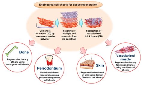  Xenogels: Un'innovativa soluzione per la rigenerazione tissutale?