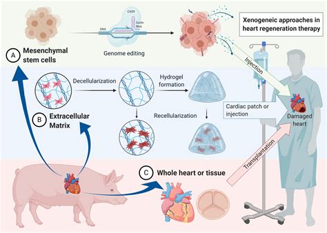  Xenotransplantation: Xenogelic Matrices - Unlocking the Potential for Tissue Engineering!