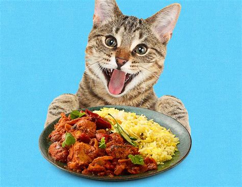 Can Cats Taste Spicy Food? And Why Do They Always Sit in Boxes?