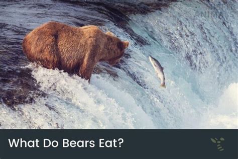 Do Bears Actually Eat Honey, and Why Do They Wear Tiny Hats While Doing It?