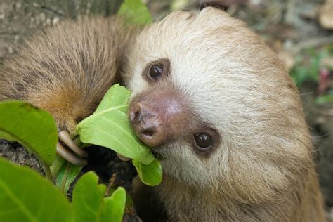 How Do Sloths Get Their Food, and Why Do They Sometimes Dream of Flying?