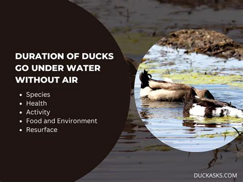 How Long Can Ducks Go Without Food: Exploring the Limits of Avian Survival and Beyond