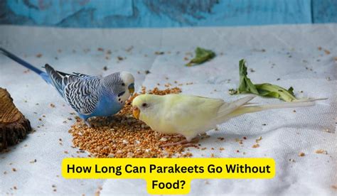 How Long Can Parakeets Go Without Food: A Journey Through Time and Feathers