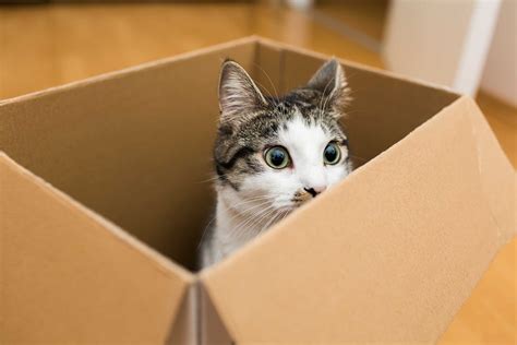 Is Baby Food Good for Cats? And Why Do They Love to Sit in Boxes?