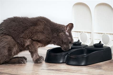 Is there a soft dry cat food, and can it revolutionize feline dining experiences?