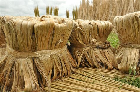  Jute Fibre: Un Materiale Naturale per Rinforzi e Biodegradabilità!