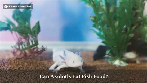 What Human Food Can Axolotls Eat: A Dive into the Culinary World of Aquatic Salamanders