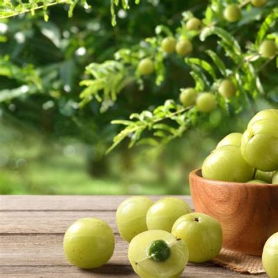 Where to Buy Amla Fruit: Exploring the Mystical Connection Between Amla and Ancient Alchemy