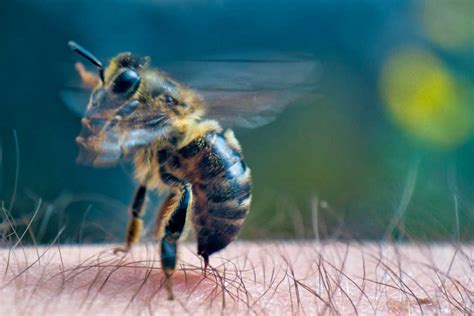 Will Honey Bees Sting You? Exploring the Buzz Around Bee Behavior and Human Interaction